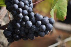 Grappe de Pinot Noir